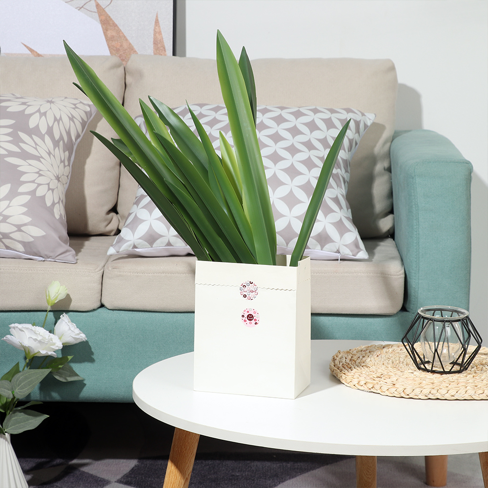New Party Supplies High Grade  - Dracaena Marginata ulasan dan harga