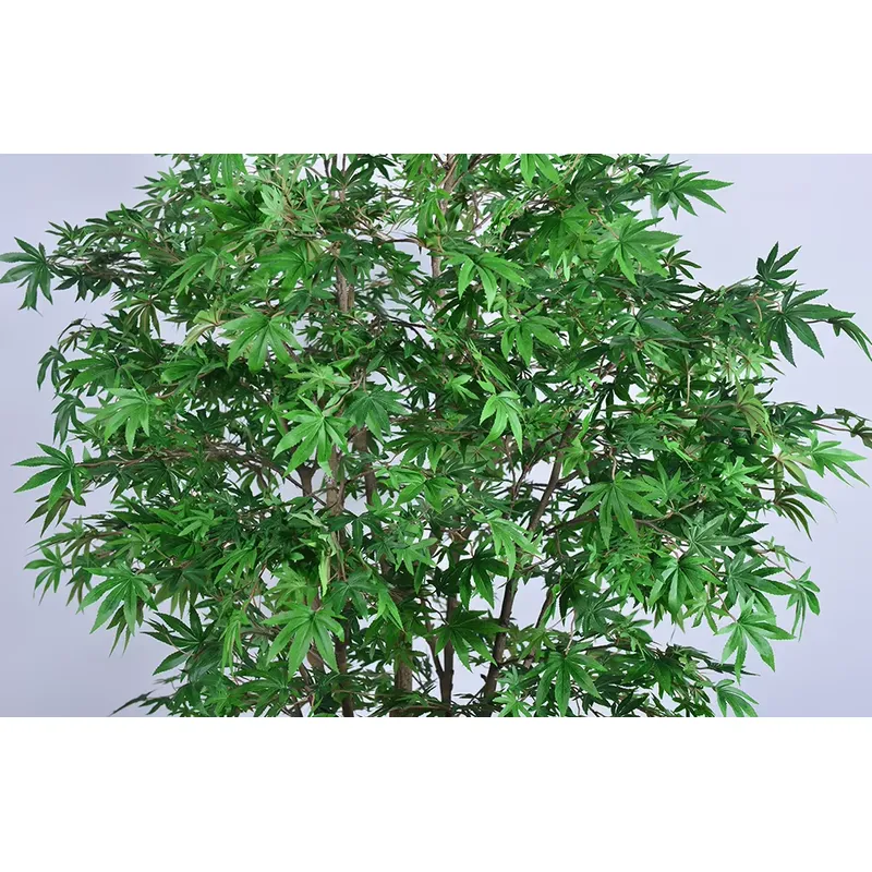 Trending Wholesale Green Maple - Dracaena Marginata ulasan dan harga